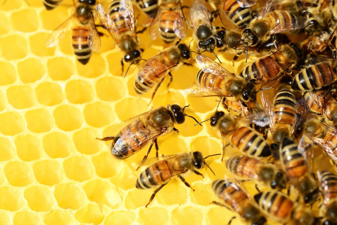Pszczoły miód spadziowy