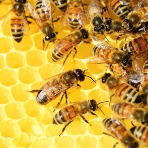 Pszczoły miód spadziowy